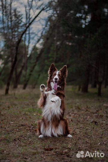 Собака для фотосессии