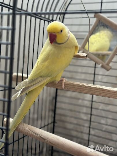 Ожереловый попугай