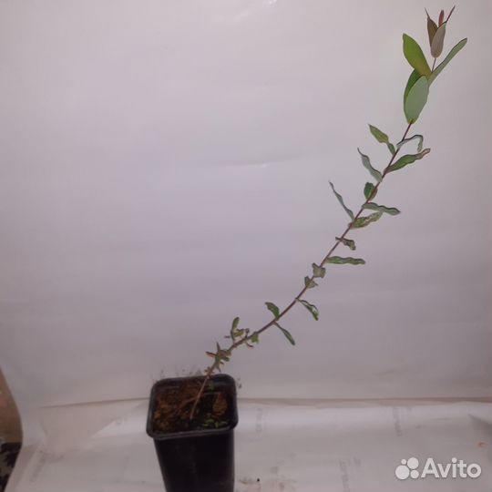 Ива японская Хакуро- Нишике саженцы