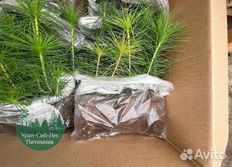 Зкс и окс Сосна Ель Лиственница сеянцы Голуб горн