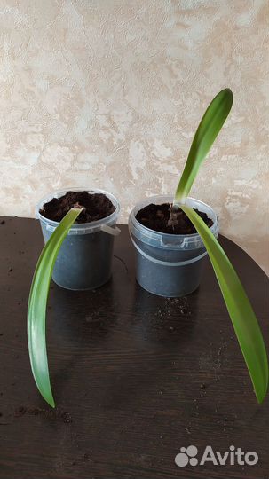 Комнатный цветок гиппеаструм