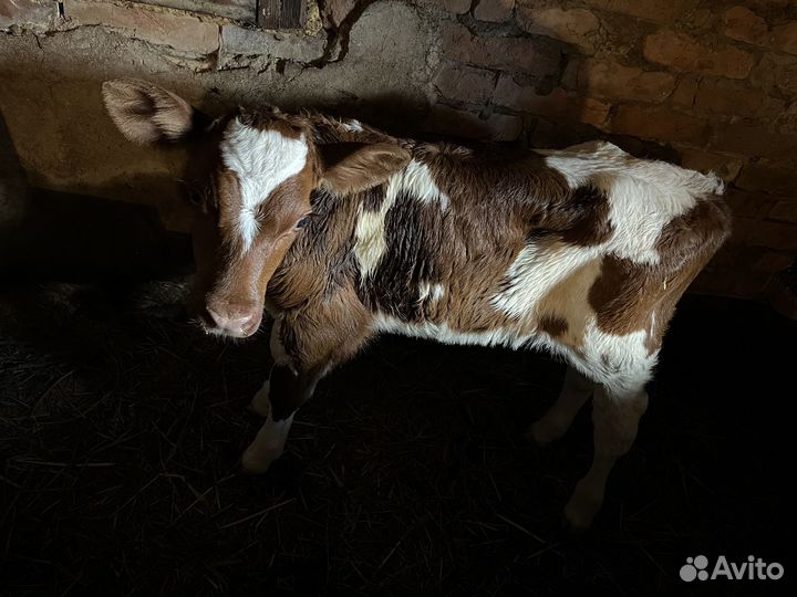 Бычки и быки