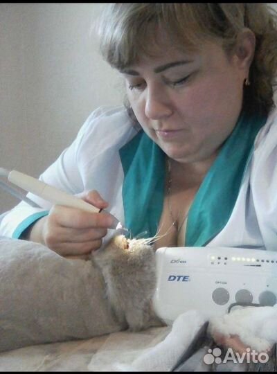 Ветеринарный врач Веснина. Стаж 20 лет. Вызов 24/7