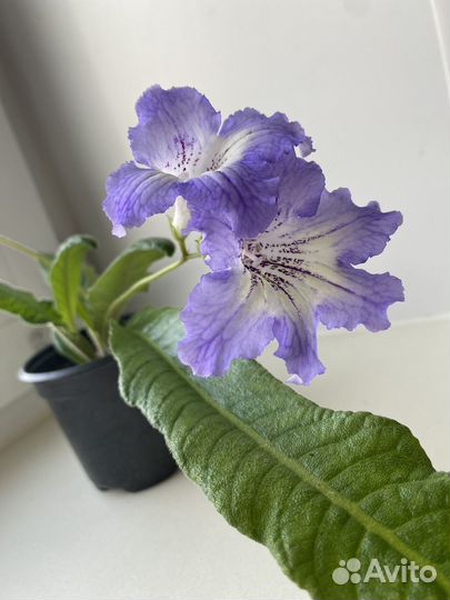 Стрептокарпус