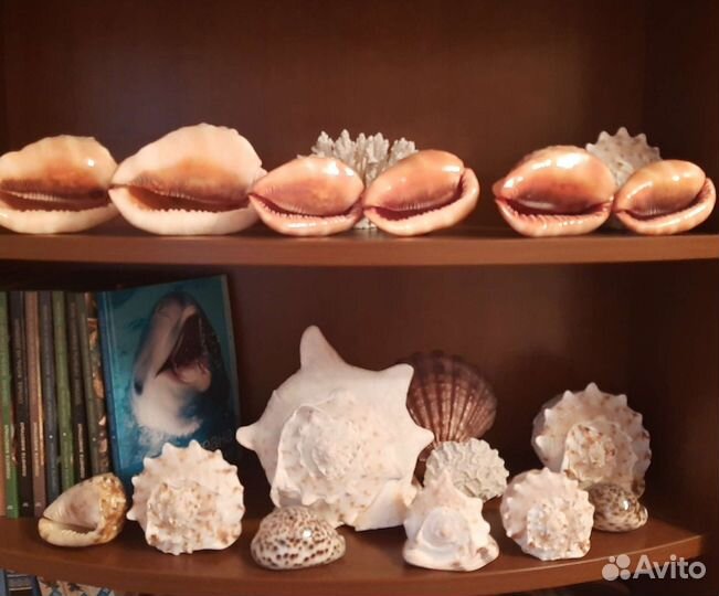 Морские ракушки раковины