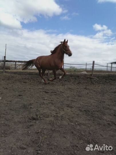 Русский рысак