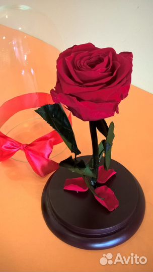 Роза в колбе Premium качества от производителя