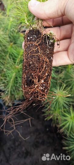 Сеянцы сосны обыкновенной с закрытой корневой сист