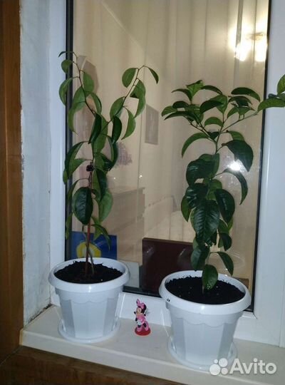 Спатифиллум, мандарин