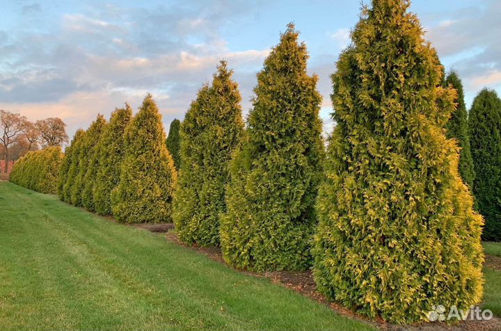 Туя Брабант 1,5 м