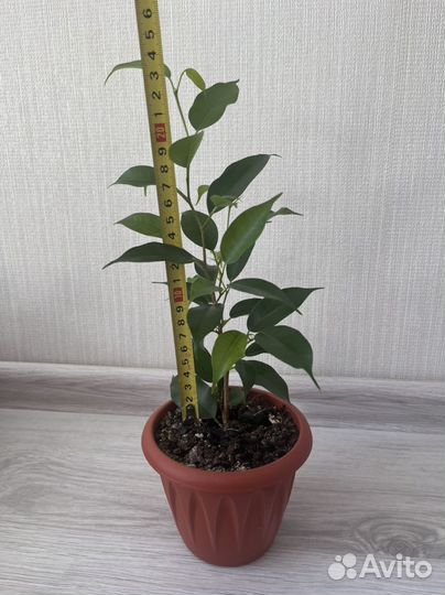 Фикус бенджамина (Наташа)