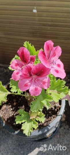 Герань королевская