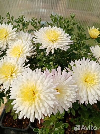 Рассада цветов