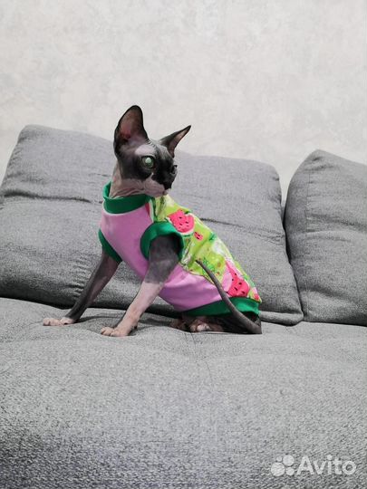 Киса сфинкс