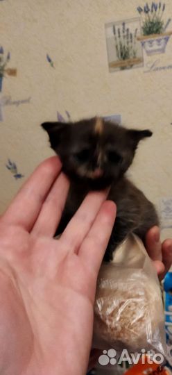 Котята в добрые руки мальчики