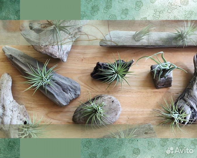 Тилландсия атмосферная