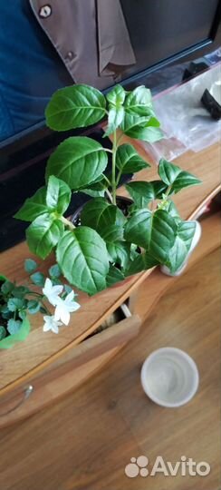 Комнатные цветы