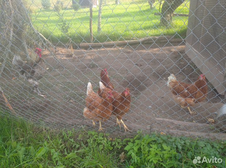 Куры несушки