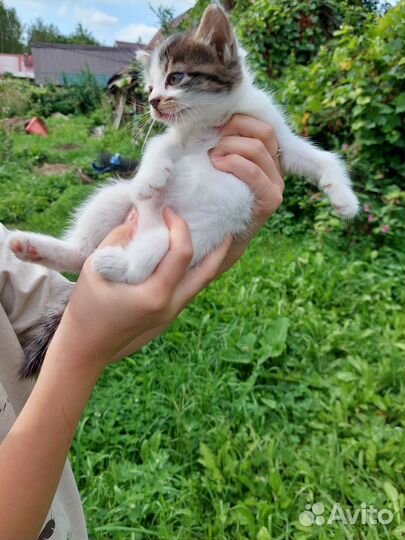 Котенок, котята, кошка