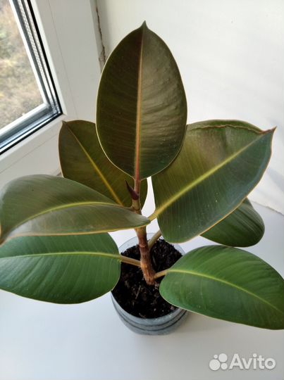 Фикус Робуста