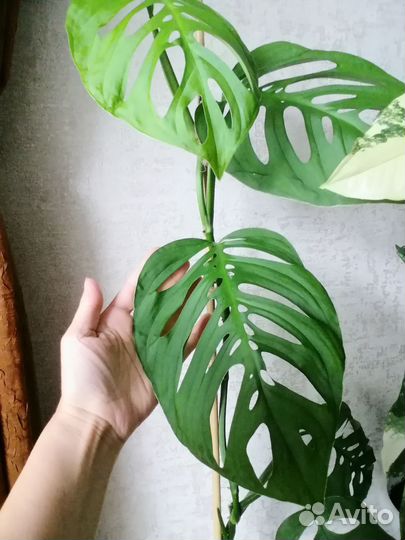 Монстера Фридрихшталя