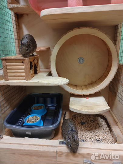 Белки дегу + витрина