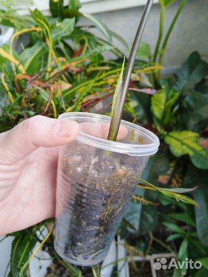 Каладиум Лягушка в блендере (Frog in Blender)