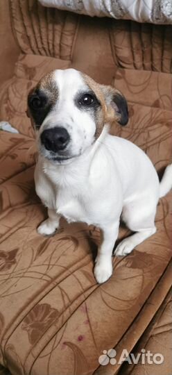 Щенки джек Рассел терьер