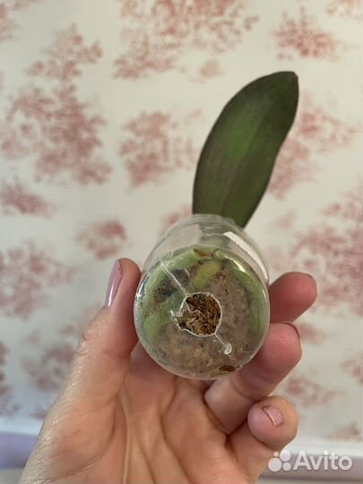 Орхидея бабочка