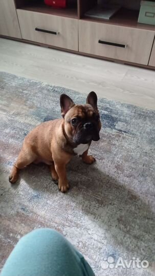 Собака на фотосессию