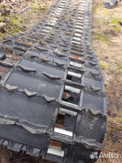 Гесеница Рысь