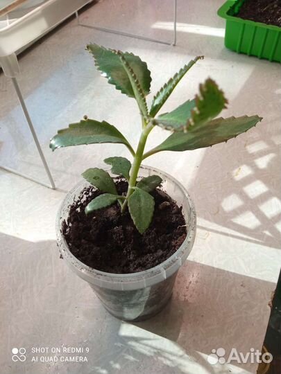 Каланхоэ лечебное