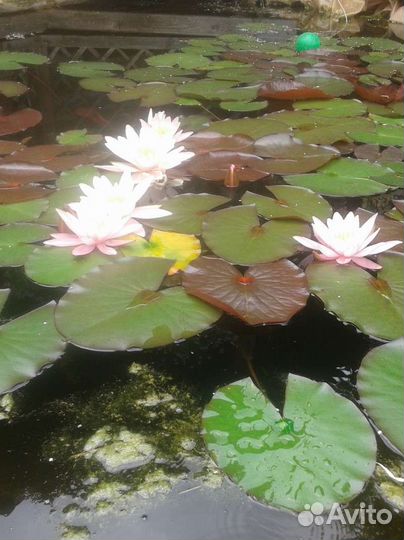 Нимфея розовая махровая корень