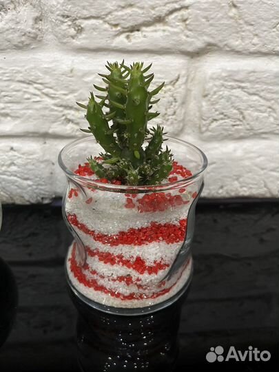 Кактусы,Крассула Овата, Суккуленты