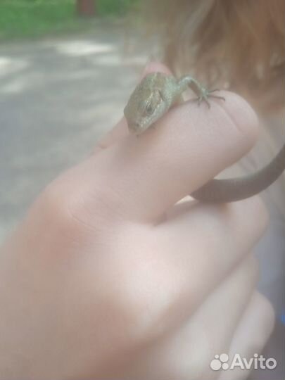 Ящерка люба