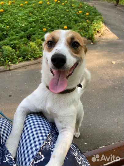 Собака в добрые руки отдам бесплатно