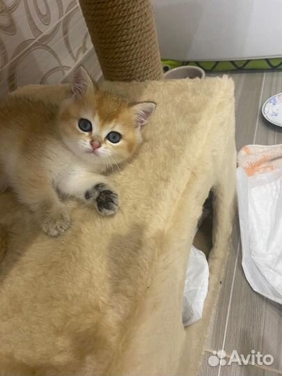Британский котенок