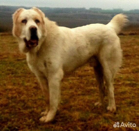 Кобель сао вязка