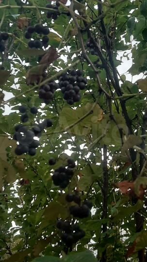 Участок 5,2 сот. (СНТ, ДНП)