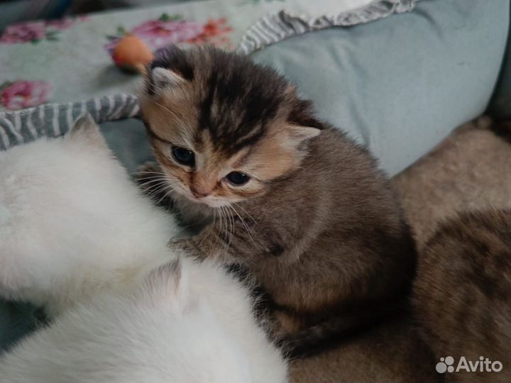 Шотландская