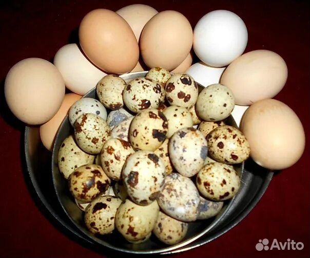 Домашние куриные яйца