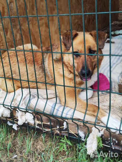 Собака в добрые руки