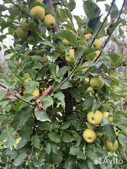 Яблоки Голден