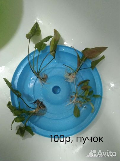 Растения для аквариума