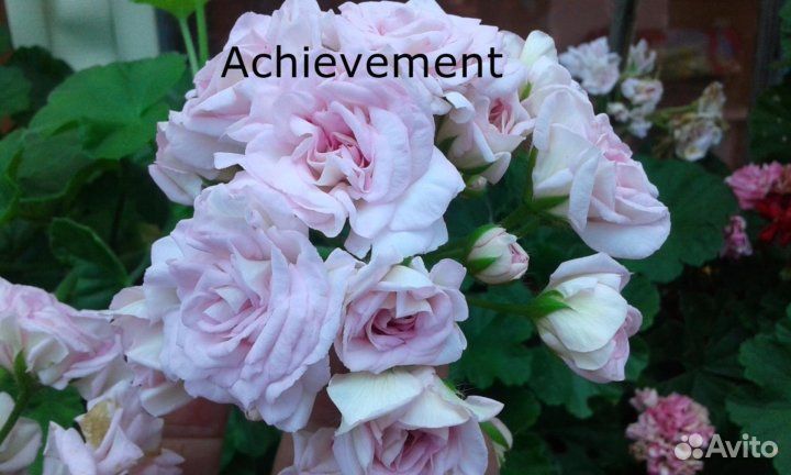 Пеларгония Achievement, Jägershus Börre и др