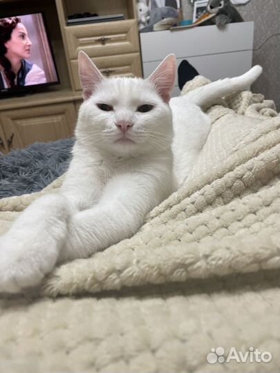 Коты в добрые руки