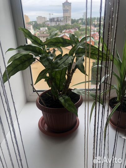 Диффенбахия