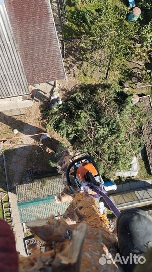 Спил и удаление деревьев любой сложности