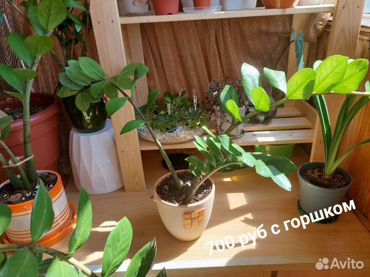 Замиокулькасы