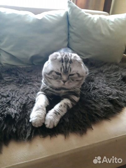 Шотландский вислоухий породистый кот на вязку